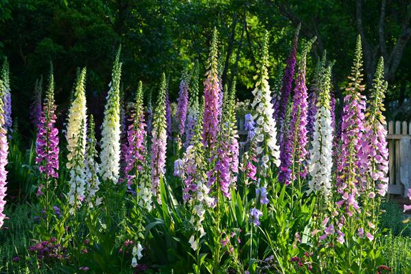 Foxgloves