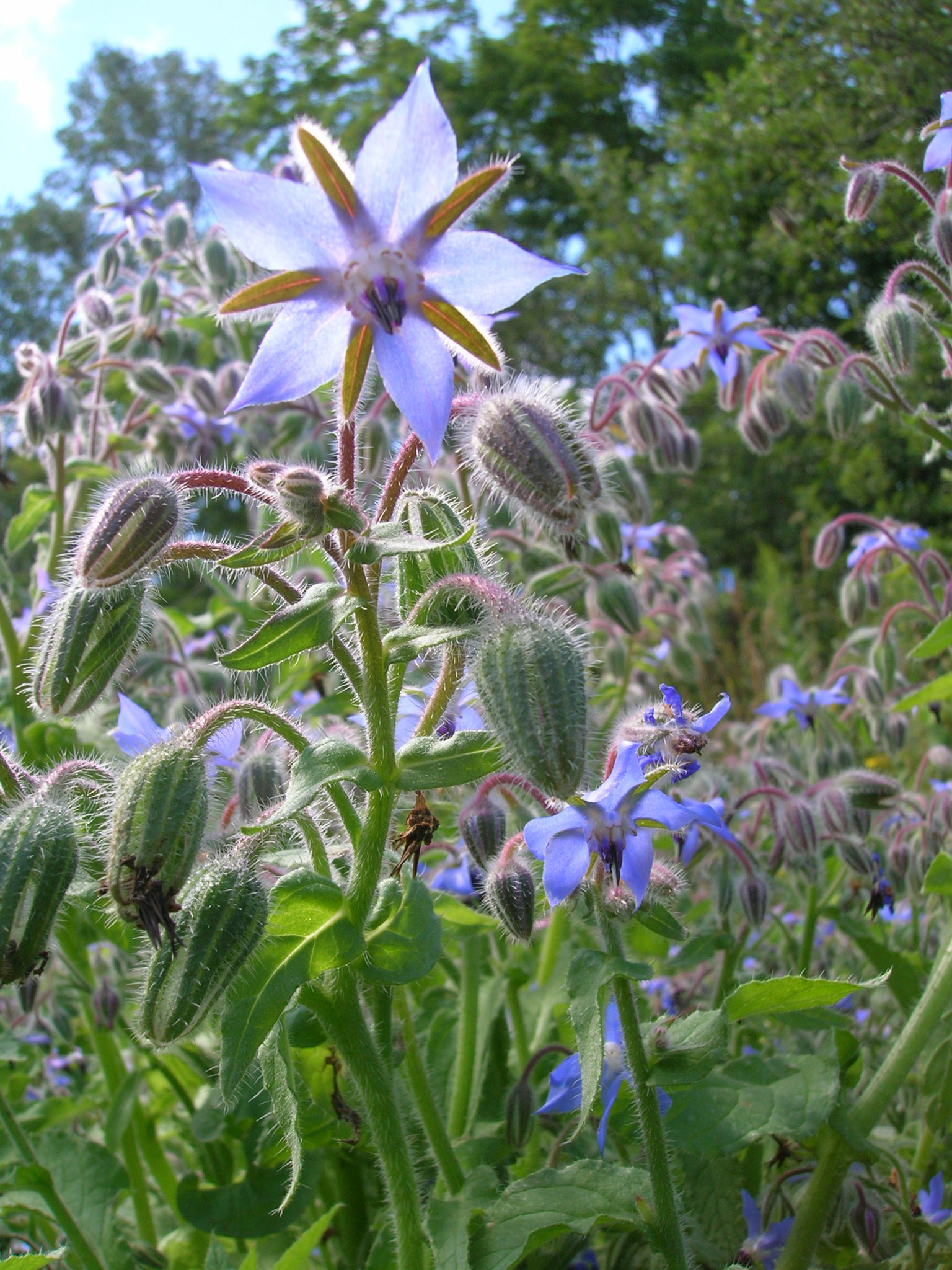 Borage