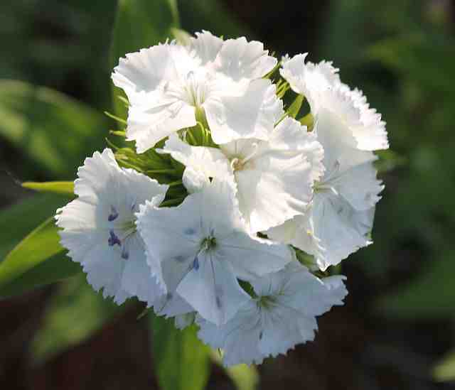 Sweet William