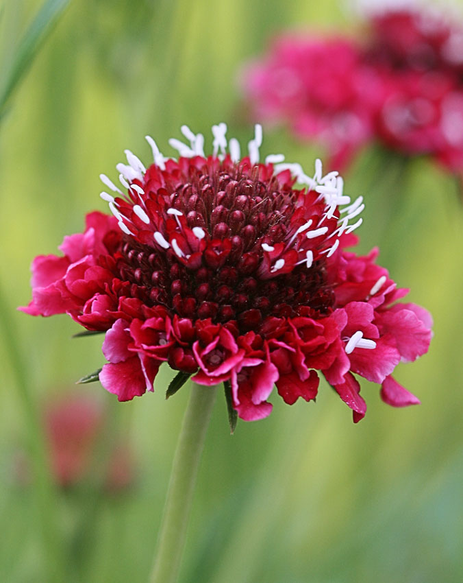 Scabiosa