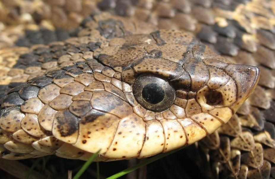 Eastern hog-nosed snake