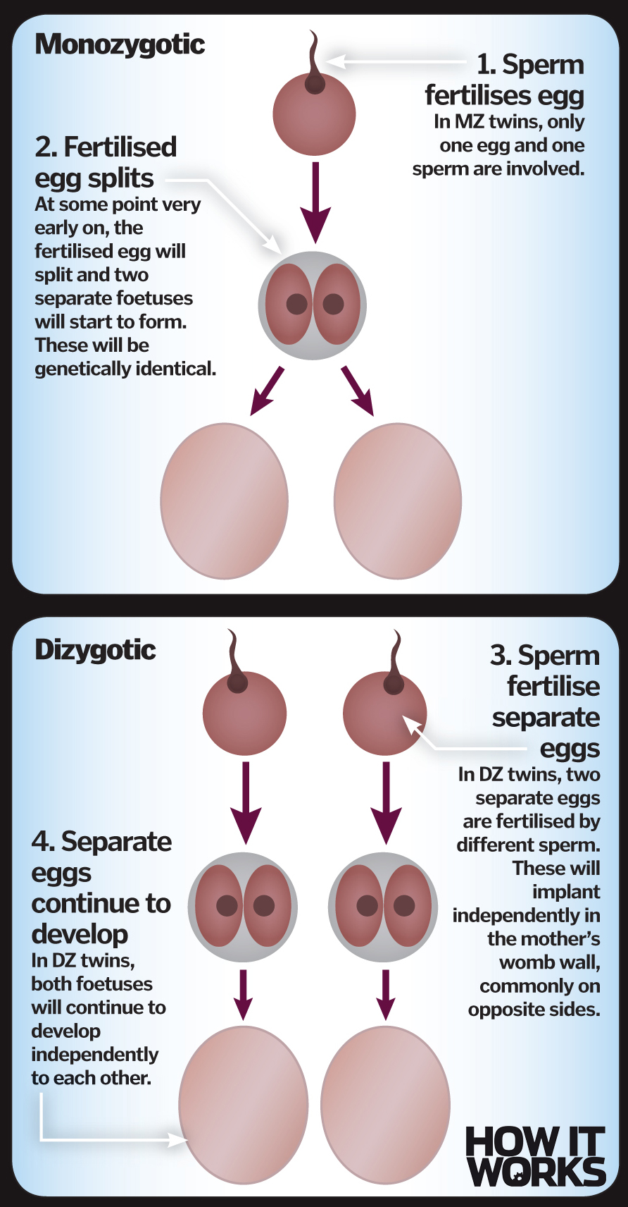 Formation of identical and fraternal twins