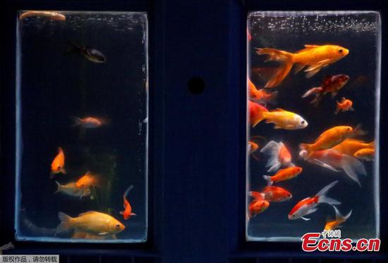 Paris aquarium offers refuge for abandoned goldfish