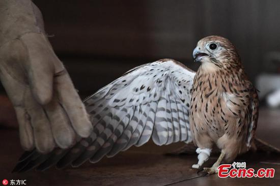 Amputee kestrel assisted with prosthetic foot in Russia