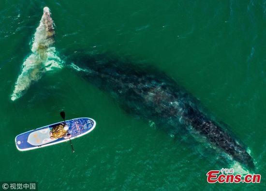 Massive bowhead whales in Russia's Vrangel Bay