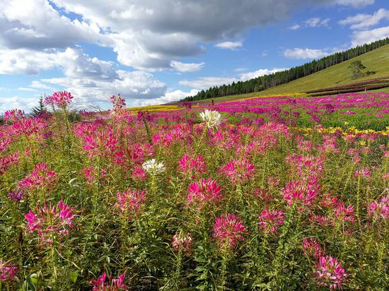 Natural beauty shines in Aershan