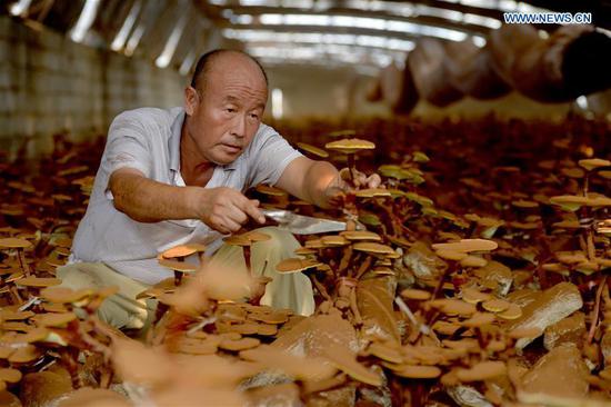 Lingzhi mushroom cultivation increases local farmers' income in N China's Hebei 