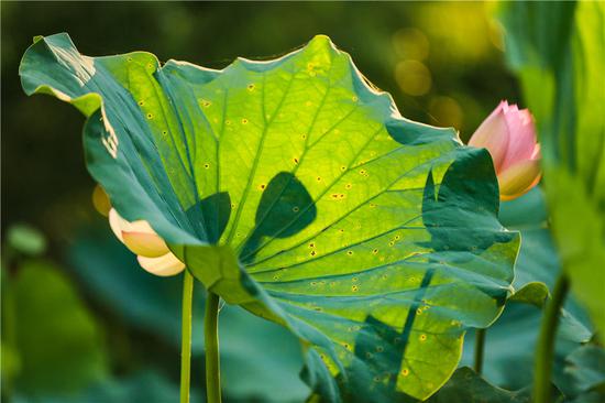 Autumn scenery at eco-park along Huaihe River