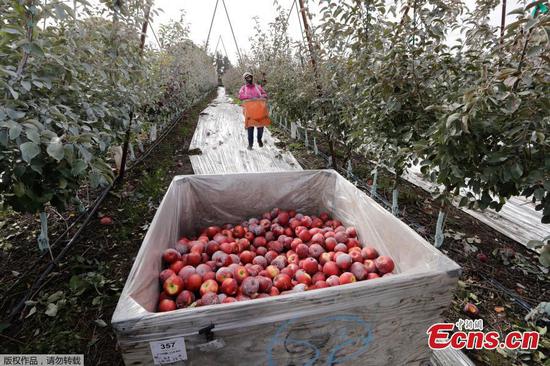 Cosmic Crisp apple that can reportedly last for a year to hit U.S. stores