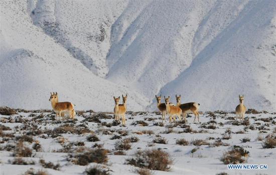 Wild animals forage at Haltent Grassland in Gansu