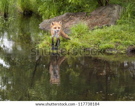 Red Fox Reflection in Beautiful Lake