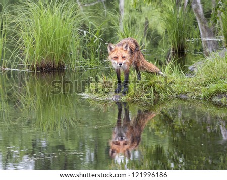 Watchful red fox with reflection in lake