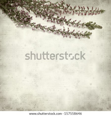 textured old paper background with heather