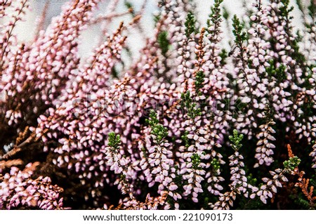 Heather texture