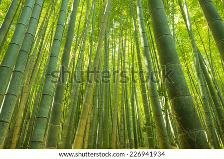 Bamboo Forest in Japan. Bamboo Groove in Arashiyama, Kyoto.