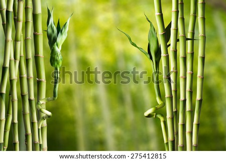 Bamboo Forest in Japan. Bamboo Groove in Arashiyama, Kyoto