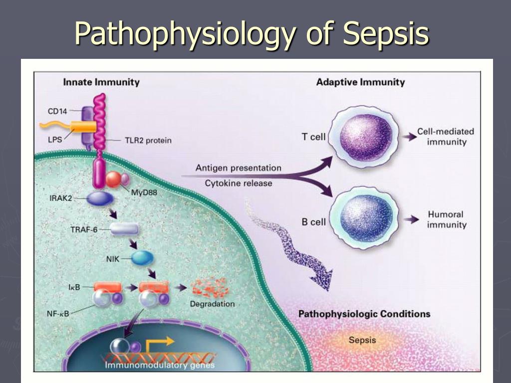 Pathophysiology Of Sepsis