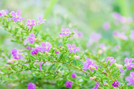 Drops of water on False Heather Texture and backgound, Mexican false heather, Hawaii false heather, elfin herb, or Cuphea hyssopifolia