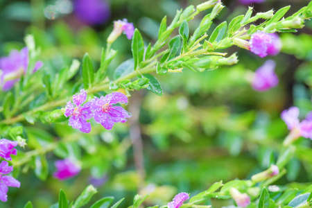 Drops of water on False Heather Texture and backgound, Mexican false heather, Hawaii false heather, elfin herb, or Cuphea hyssopifolia