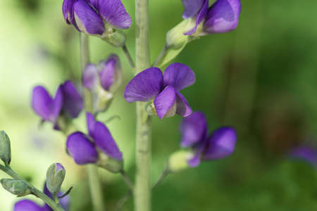 Flower of a blue wild indigo plant, Baptisia australis.