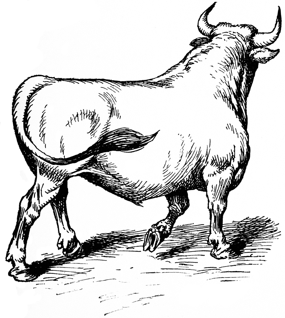 bull%20clipart