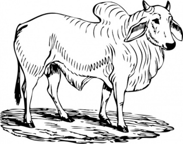 bull%20clipart