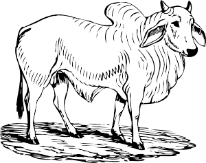 bull%20clipart