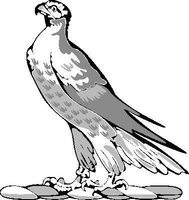 Falcon Clipart