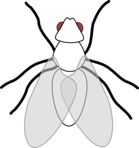 Fly Clip Art