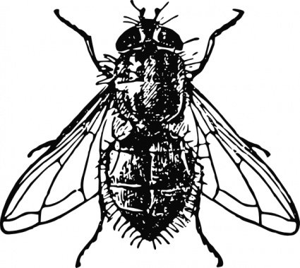 Fly Clip Art