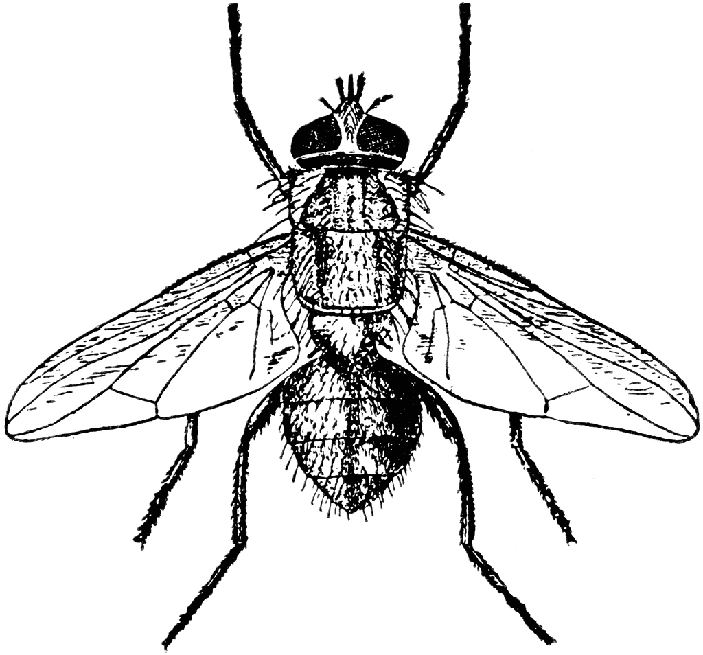 fly%20clipart