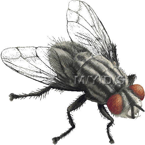 fly%20clipart