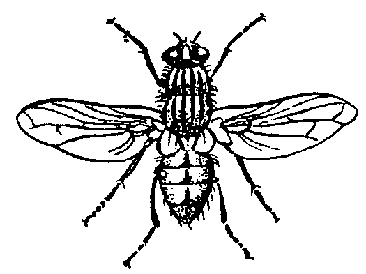 fly%20clipart