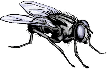 fly%20clipart