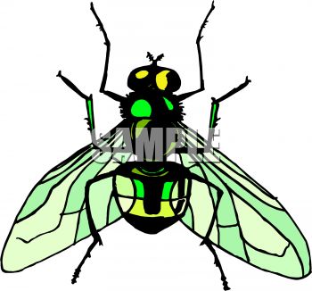 fly%20clipart