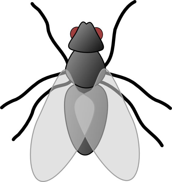 fly%20clipart