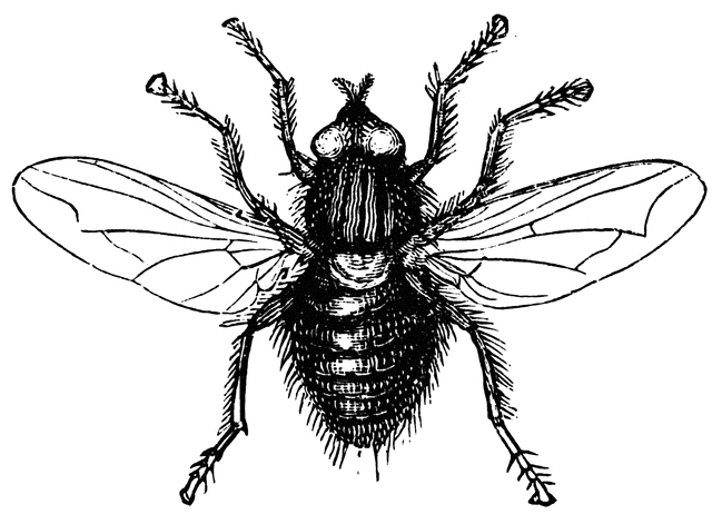 fly%20clipart