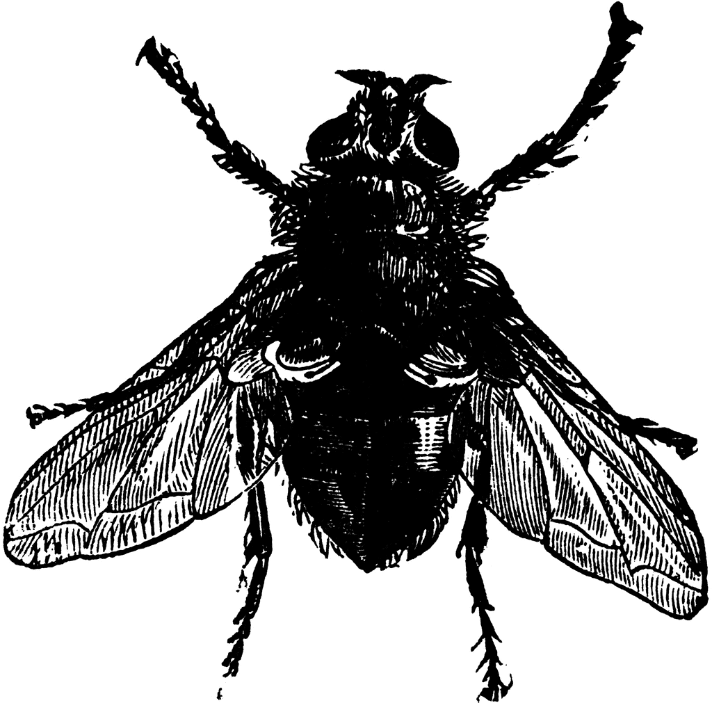 fly%20clipart