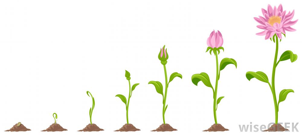 growth%20clipart