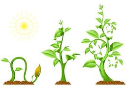 growth%20clipart