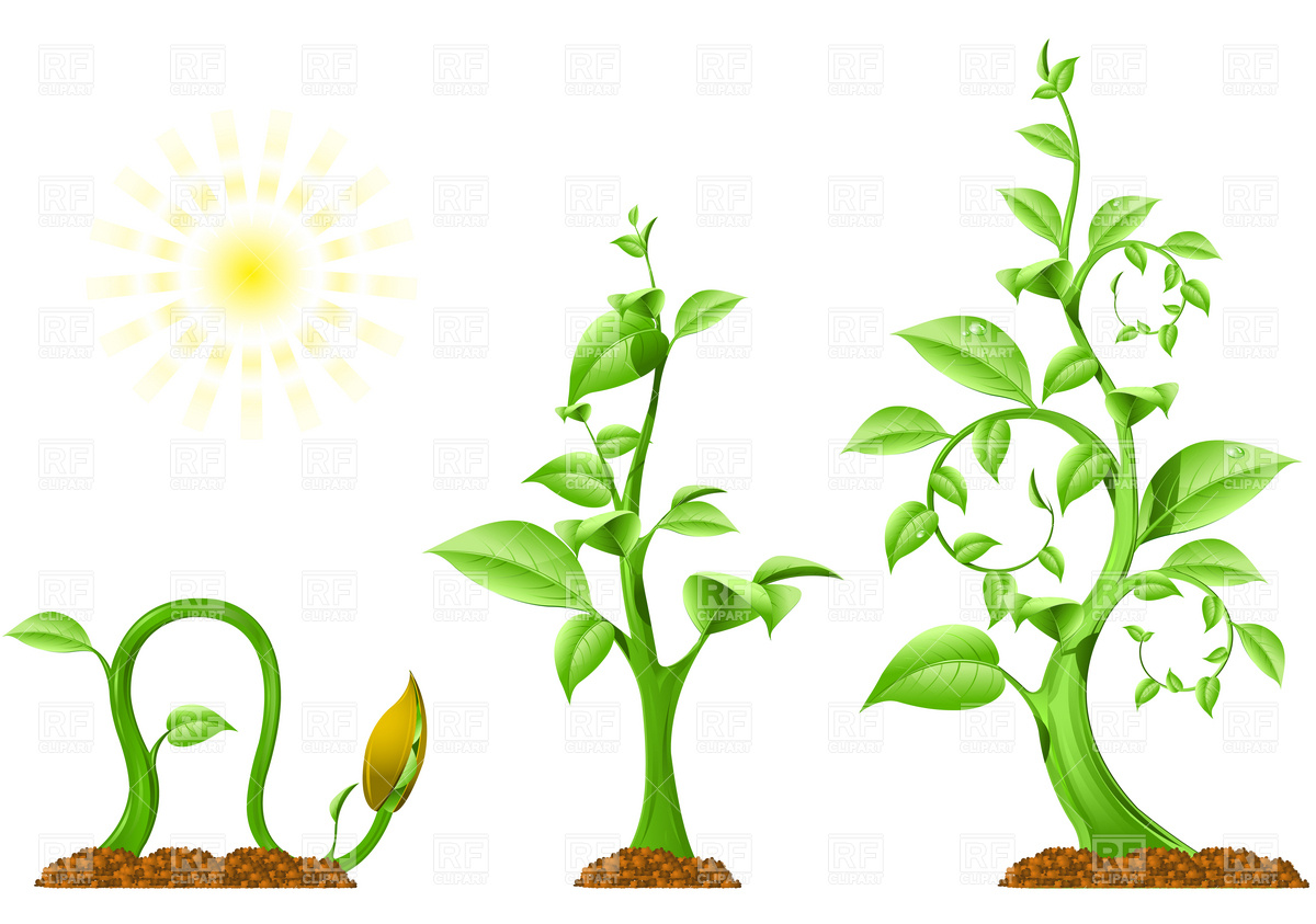 growth%20clipart