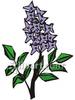 Lilac Flower Clip Art