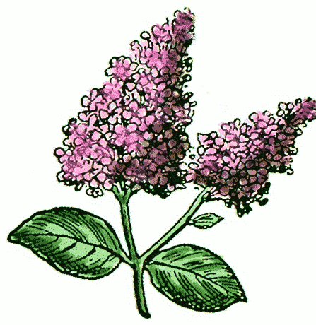 Lilac Flower Clip Art