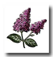 Lilac Flower Clip Art