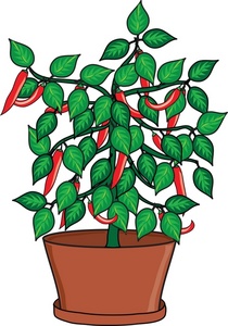 plant clipart