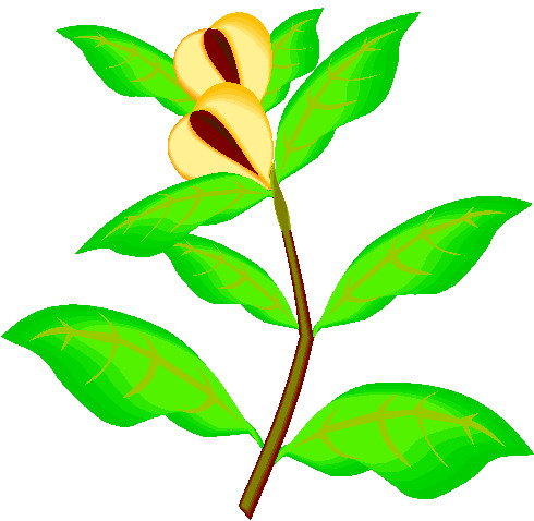 plant clipart