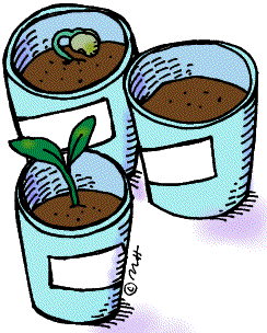 plant clipart