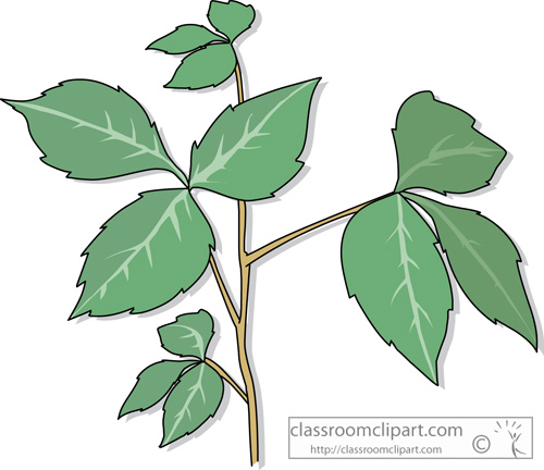 plant clipart