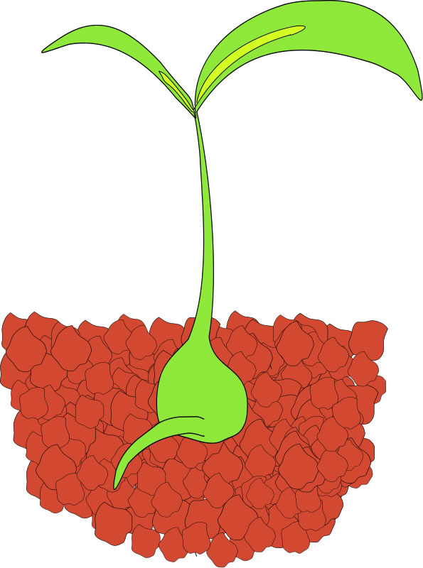 plant clipart