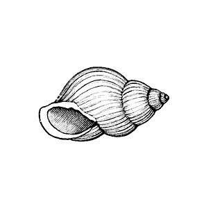 Shell Clip Art